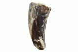 Theropod (Raptor) Tooth - Montana #97418-1